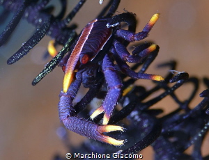 Gangga Island , Galathea
Nikon D800E, 105 macro, two strobo by Marchione Giacomo 